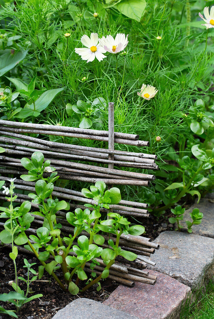 Flower bed with border, white cosmos