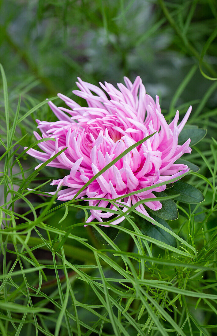 Chrysantheme (Chrysanthemum) in zartem Rosa