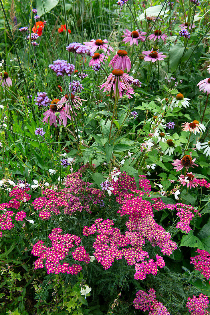 Bunte Sommerblumen im üppigen Gartenbeet