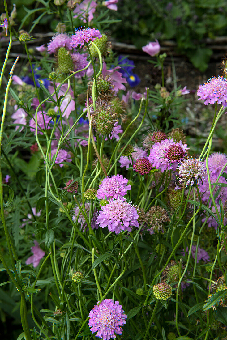 Gewöhnliche Skabiose (Scabiosa columbaria) in voller Blüte im Garten