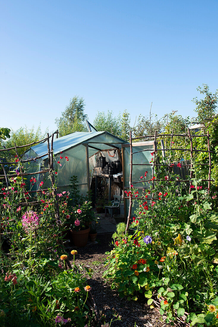 Gewächshaus im blühenden Sommergarten mit Kletterrosen und Ringelblumen