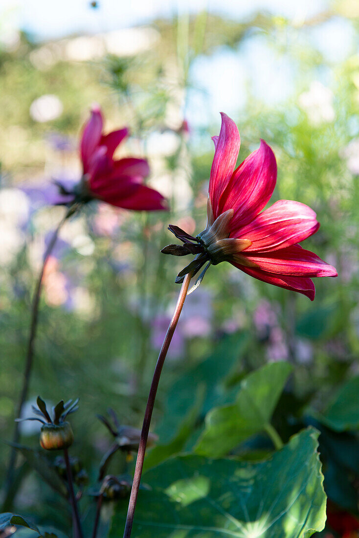 Red dahlia in the summer garden