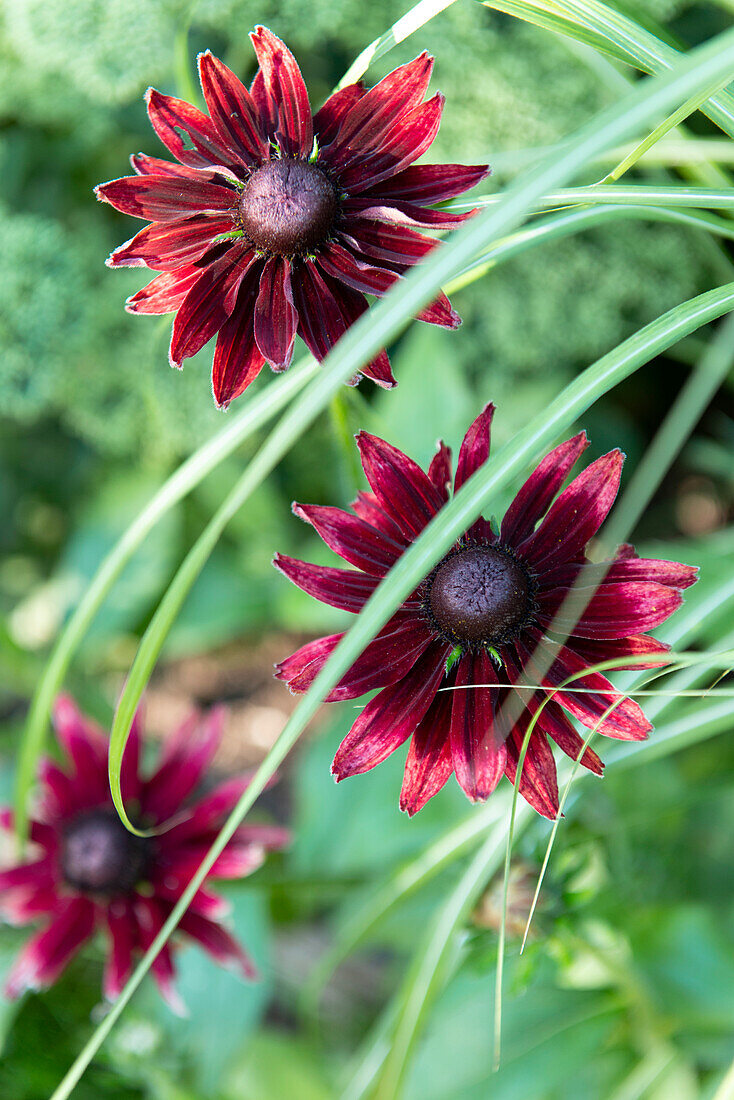 Roter Sonnenhut (Echinacea purpurea) im sommerlichen Garten