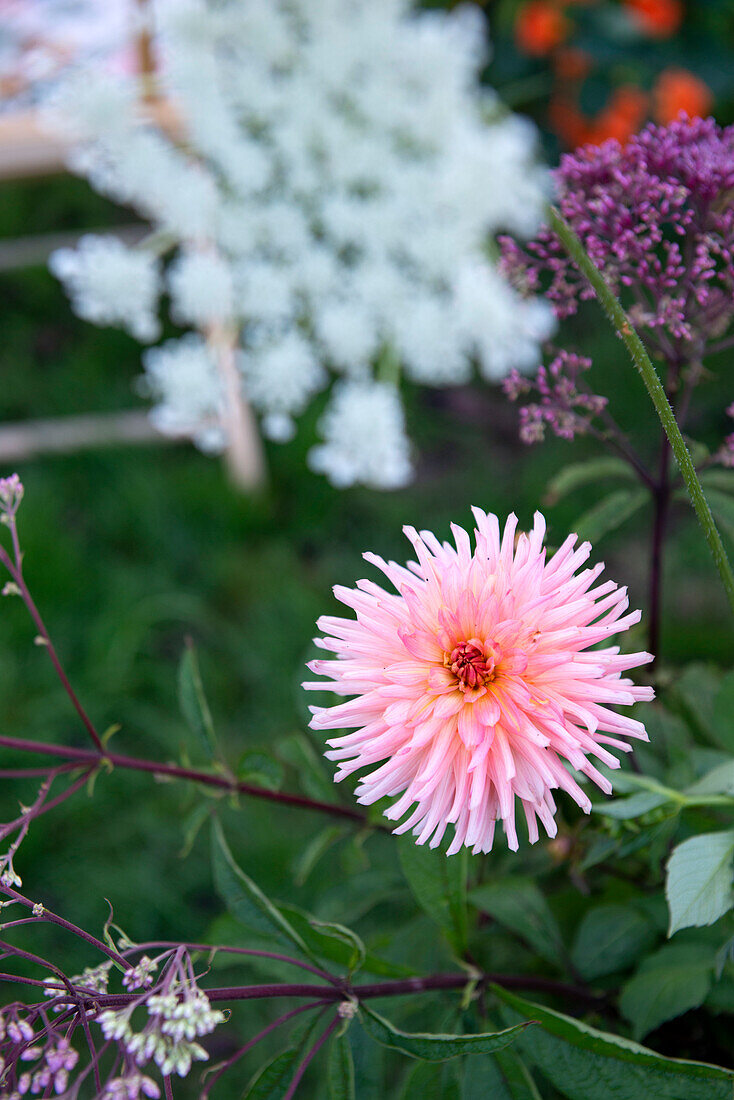 Ornamental dahlia flower (Dahlia) in the summer garden