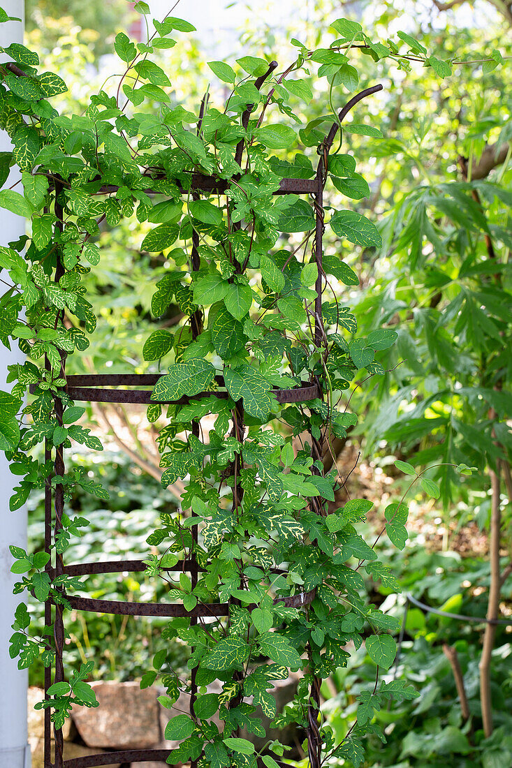 Trellis with wild vines in the summer garden