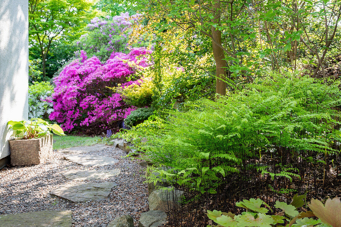 Gartenweg aus Kies mit Farnen und blühendem Rhododendron im Frühling