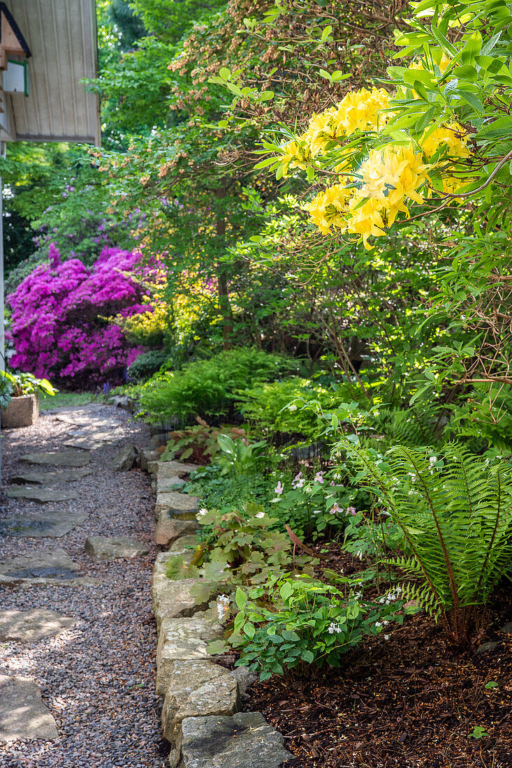 Blooming rhododendron and ferns line the garden path