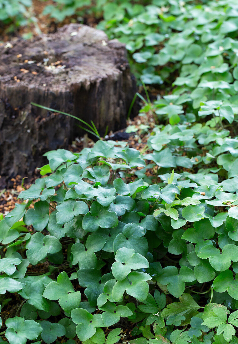 Bodendecker aus Haselwurz (Asarum europaeum) neben Baumstumpf im Garten