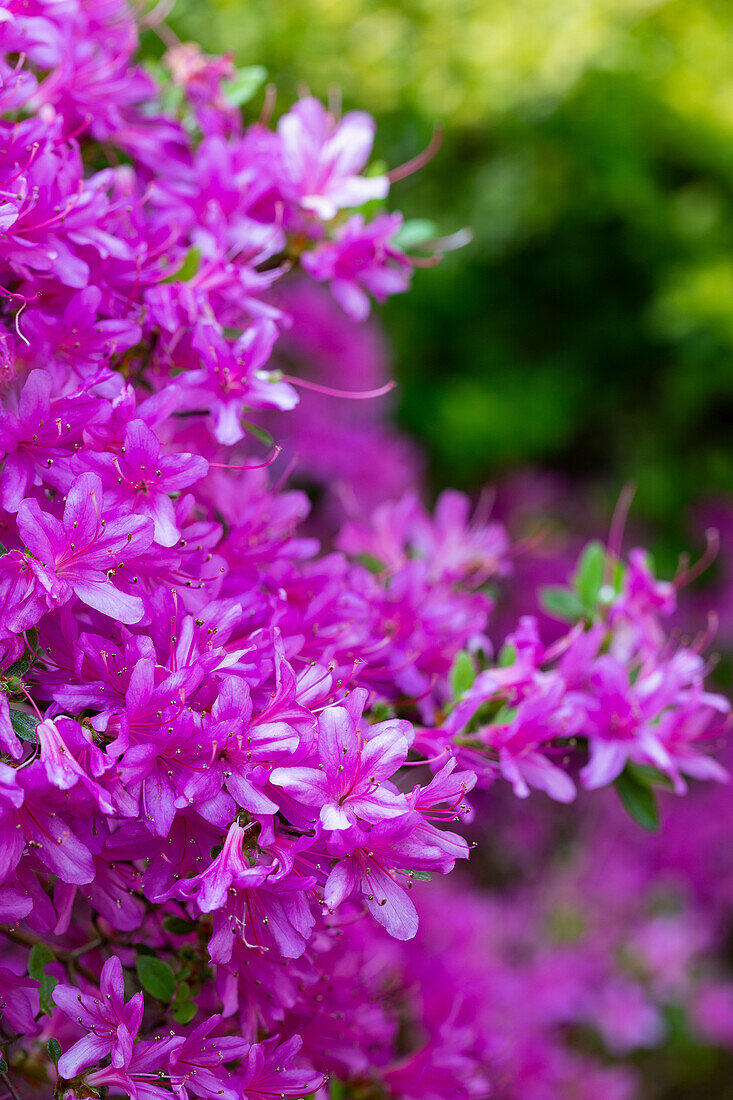 Azaleas (rhododendrons) in full bloom in the spring garden