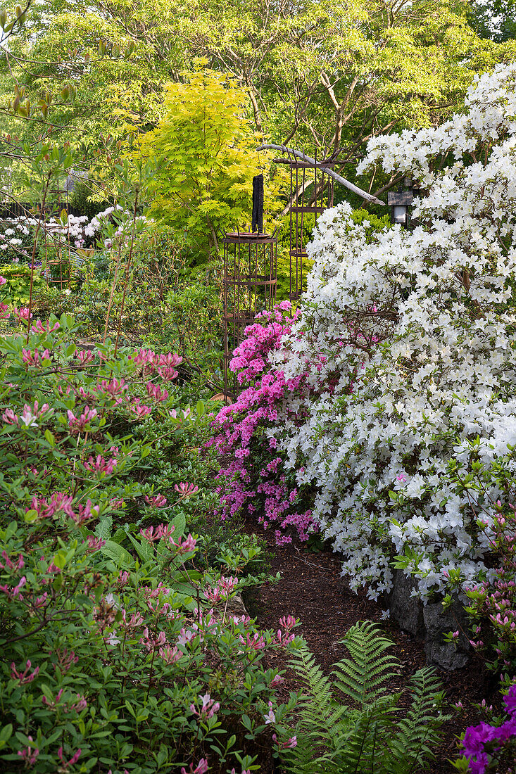 Gartenbereich mit blühenden Rhododendren