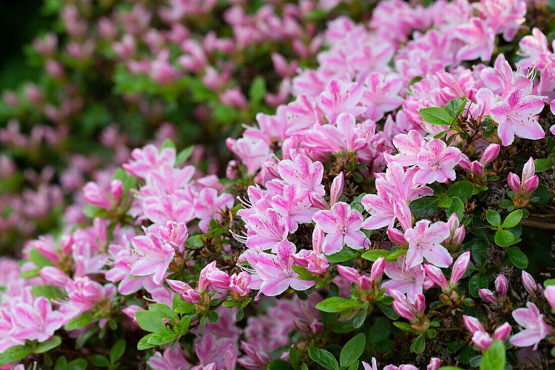 Rhododendron (Rhododendron) mit rosa Blüten im Garten