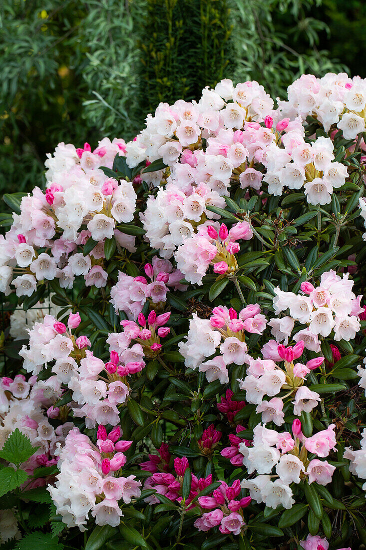 Rhododendron (Rhododendron) with pink and white flowers in spring