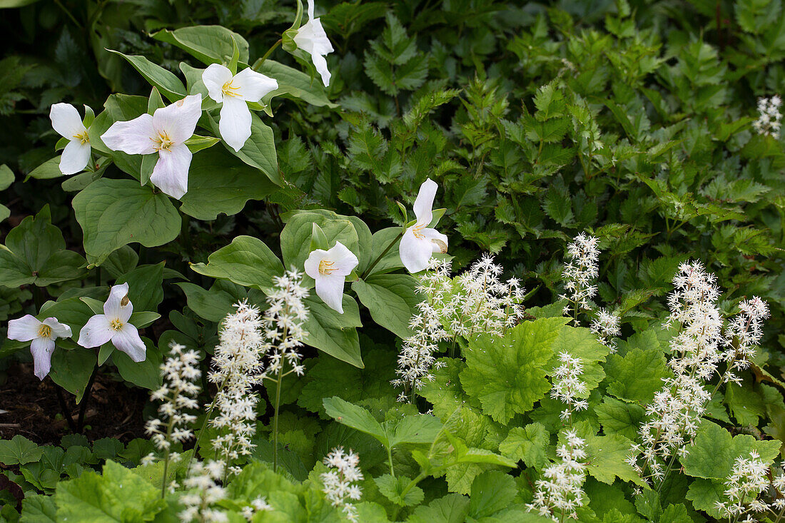 Wood lily and foam flowers in the shady garden area