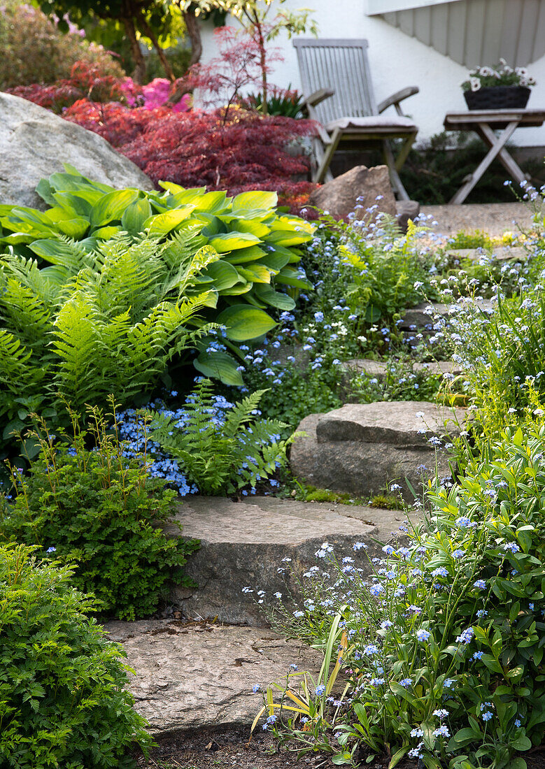 Stone path in the garden surrounded by ferns and forget-me-nots