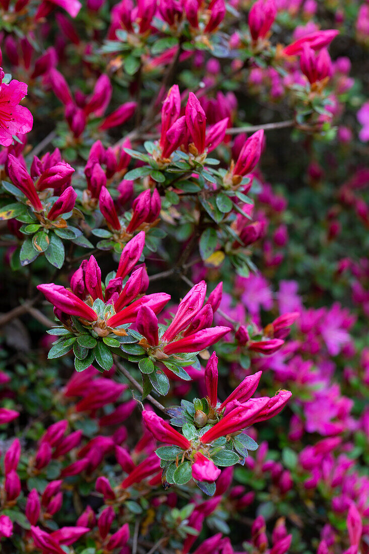 Rhododendron (Rhododendron) mit pinken Blütenknospen im Frühling