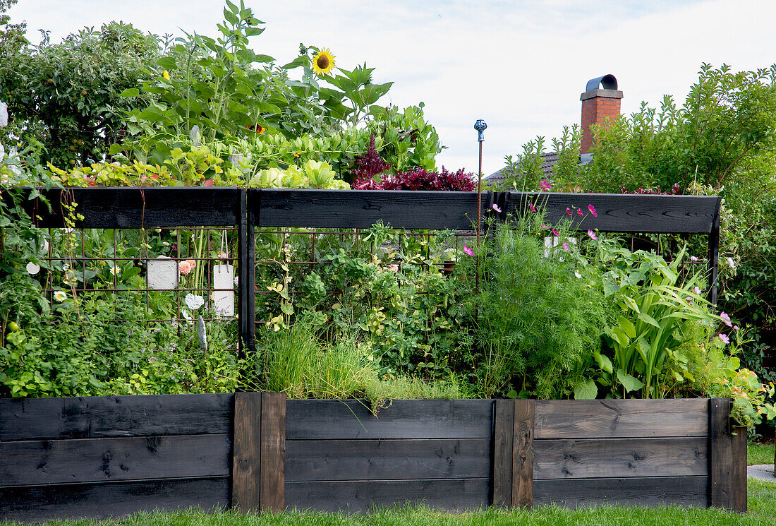 Raised bed with various vegetable plants and sunflower in the garden