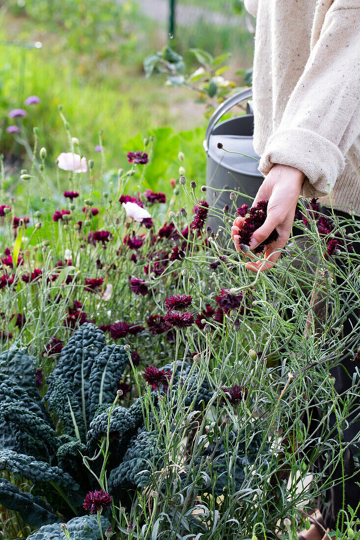 Hand embraces summer flowers, cabbage next to it