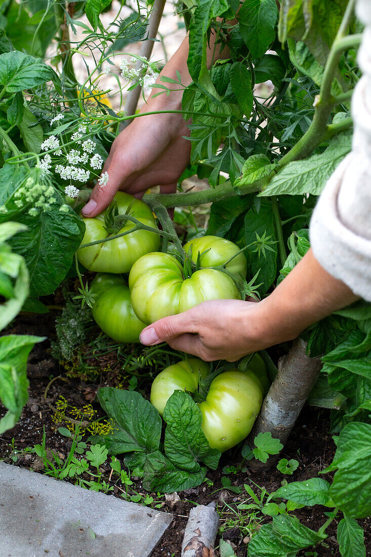 Person clasping green tomatoes with hands in garden