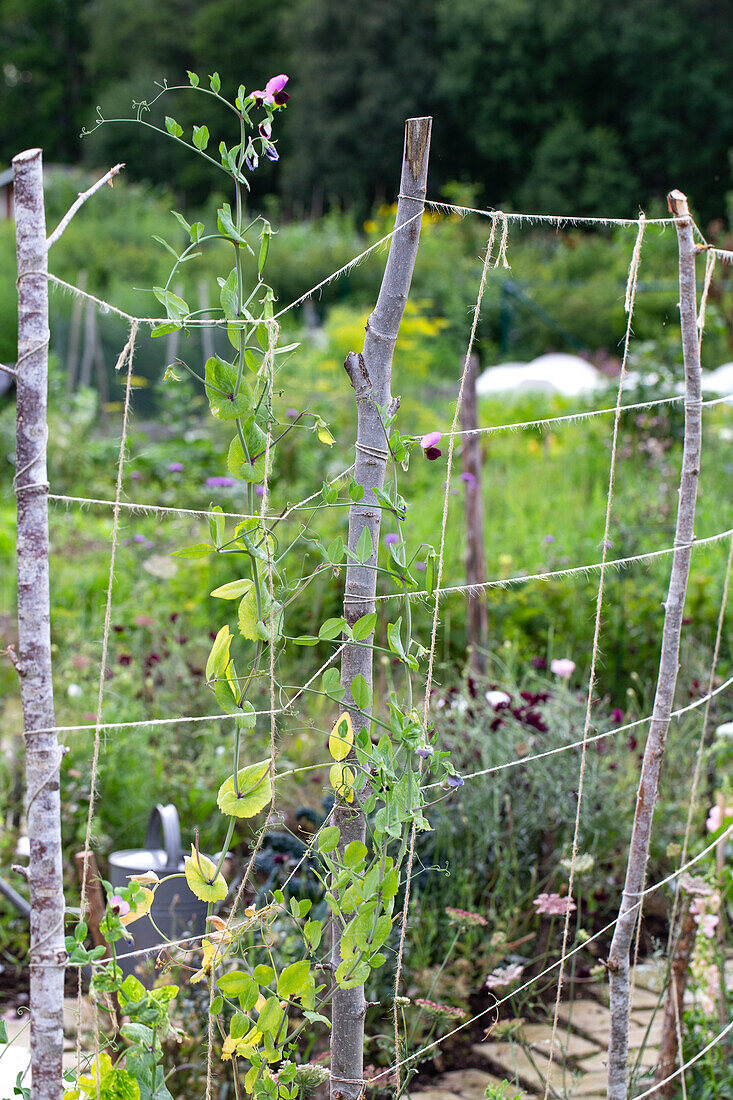 Rankhilfe aus Ästen und Schnüren für Kletterpflanzen im Garten