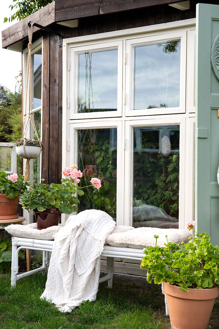 Bench with white blanket and cushions in front of window, surrounded by flowering geraniums in the garden