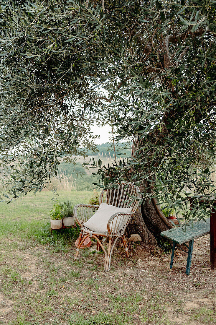 Rattan chair and bench under olive tree in the garden