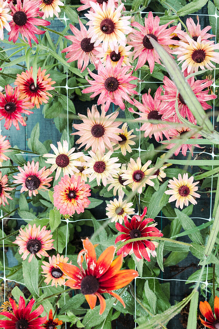 Colourful flowers in the summer garden bed