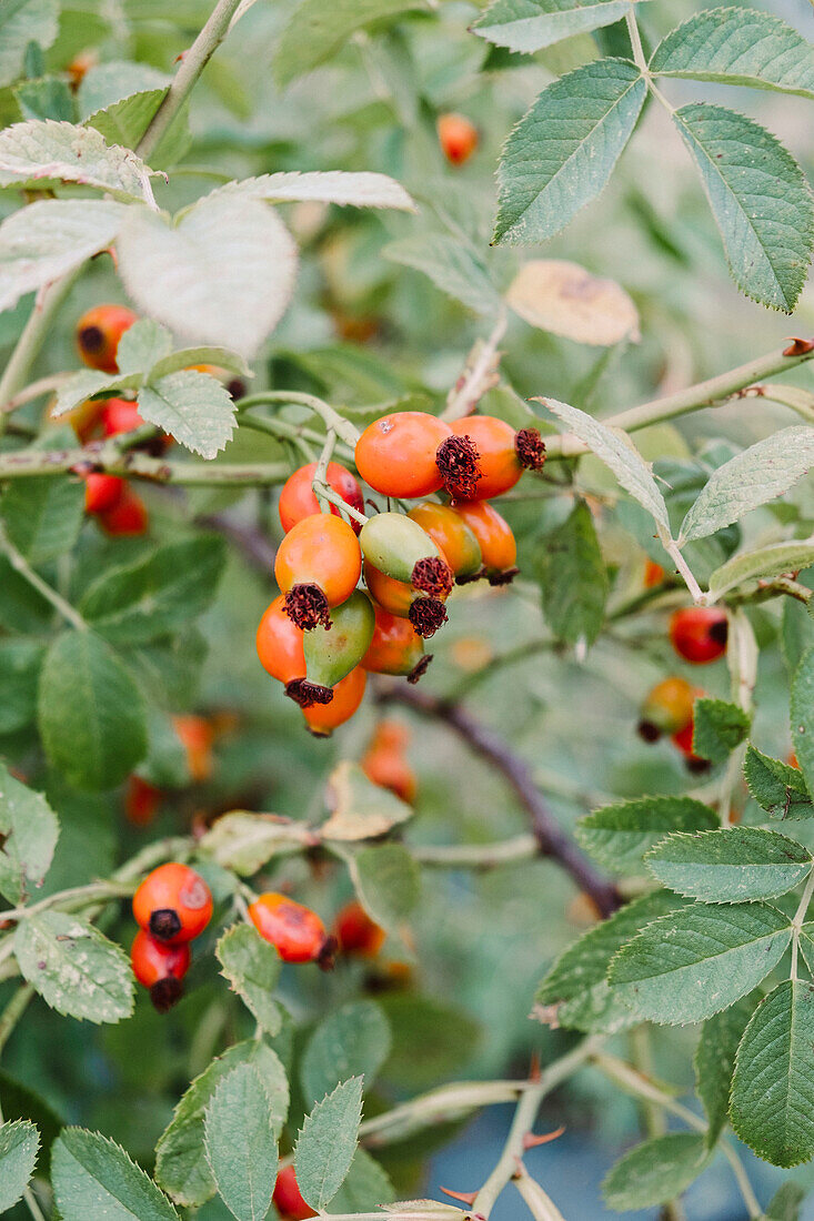 Hagebutten an Zweigen im Spätsommergarten