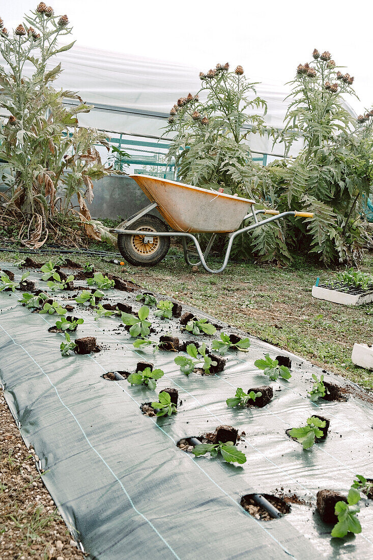 Vegetable garden with young salad plants and wheelbarrow