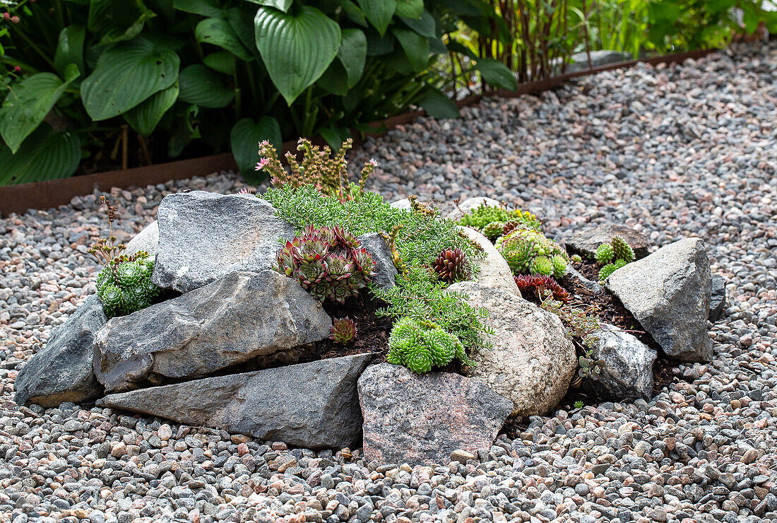 Rock garden with succulents and gravel