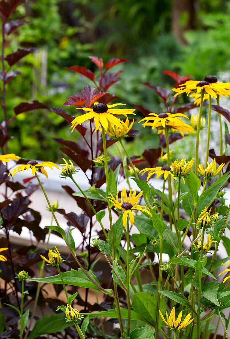 Coneflower in the summer garden