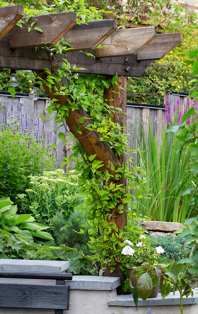 Kletterpflanze an Pergola aus Holz im grünen Garten