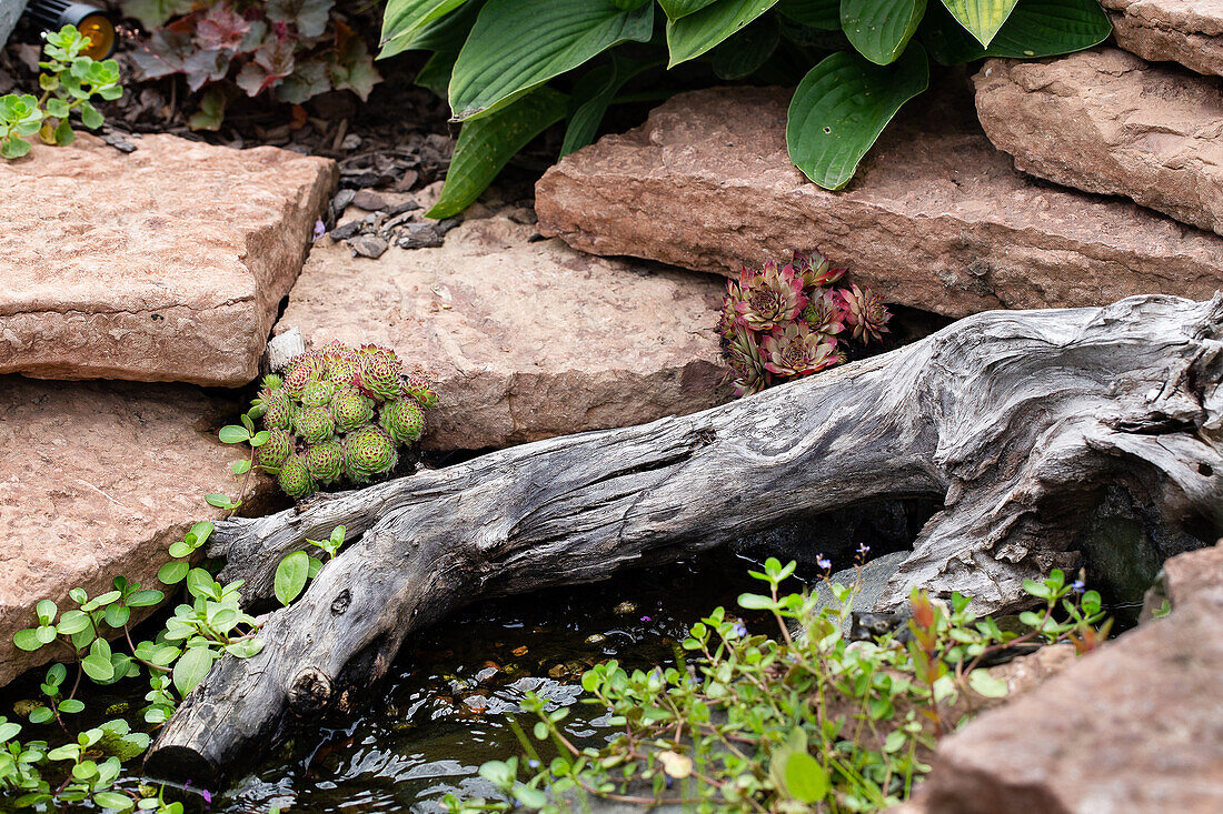 Small garden pond with wood and stone edging