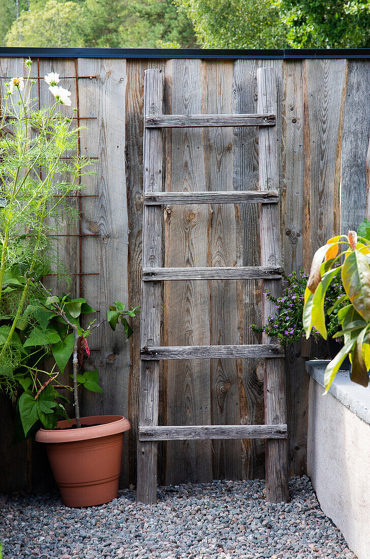 Rustic wooden ladder on a wooden fence in the garden