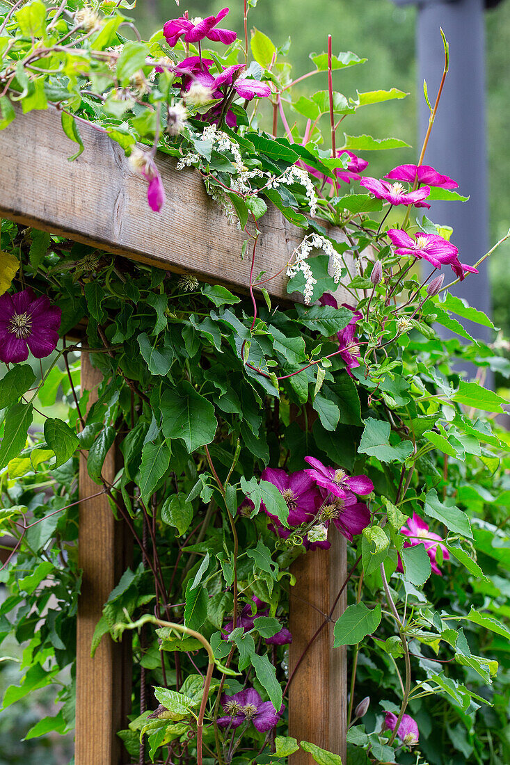 Wooden pergola with flowering clematis in the garden