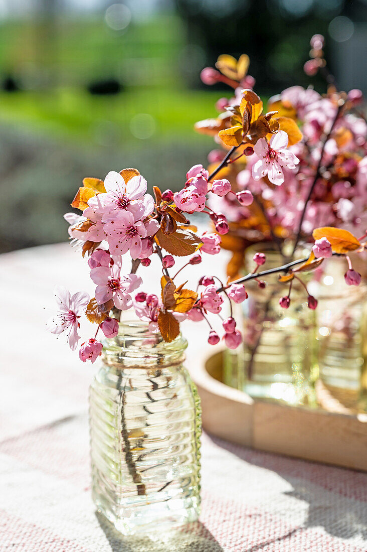 Blossoms of the ornamental plum in small vases