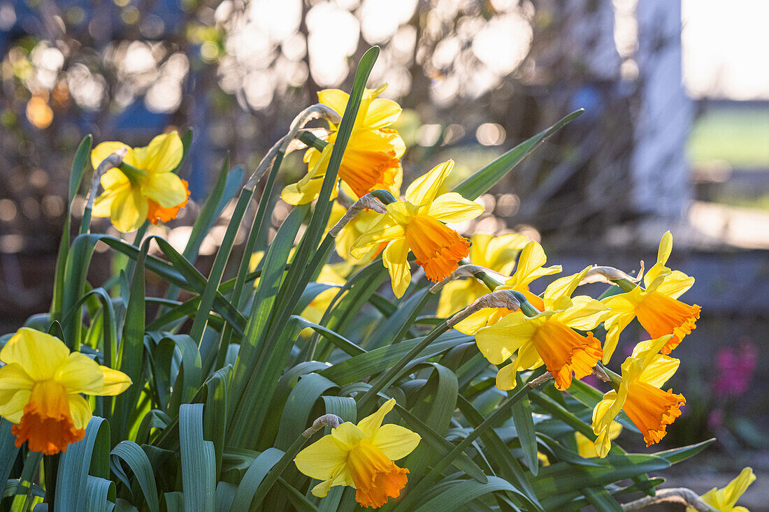 Daffodils with orange pistils against the evening light