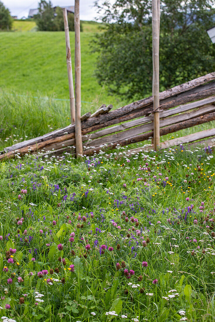 Colourful wildflower meadow in front of a traditional wooden fence in summer