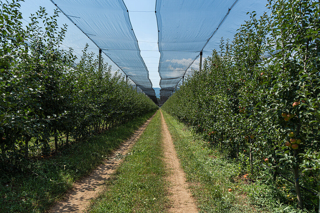 Apfelbäume in Reihen, mit einem Hagelschutznetz bedeckt