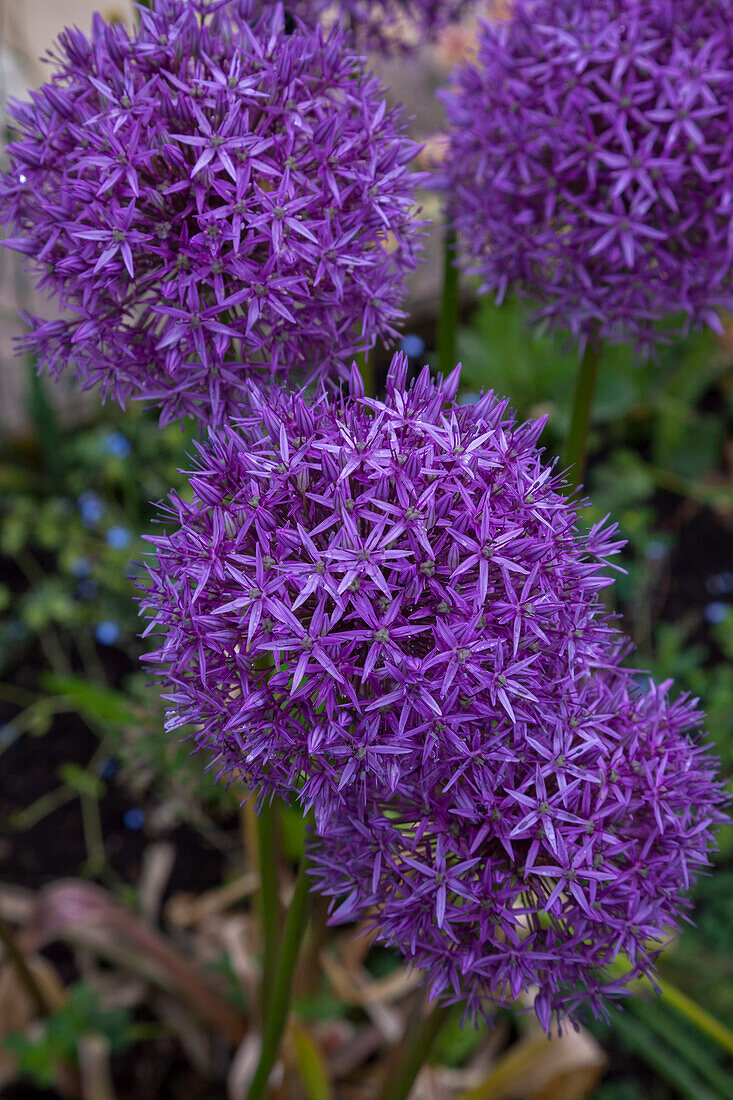 Giant leek (Allium giganteum)