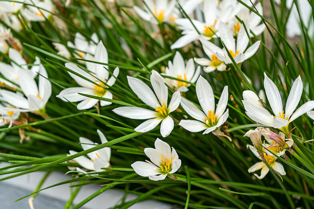 White zephyr lilies (Zephyranthes) in a flower box in the home garden