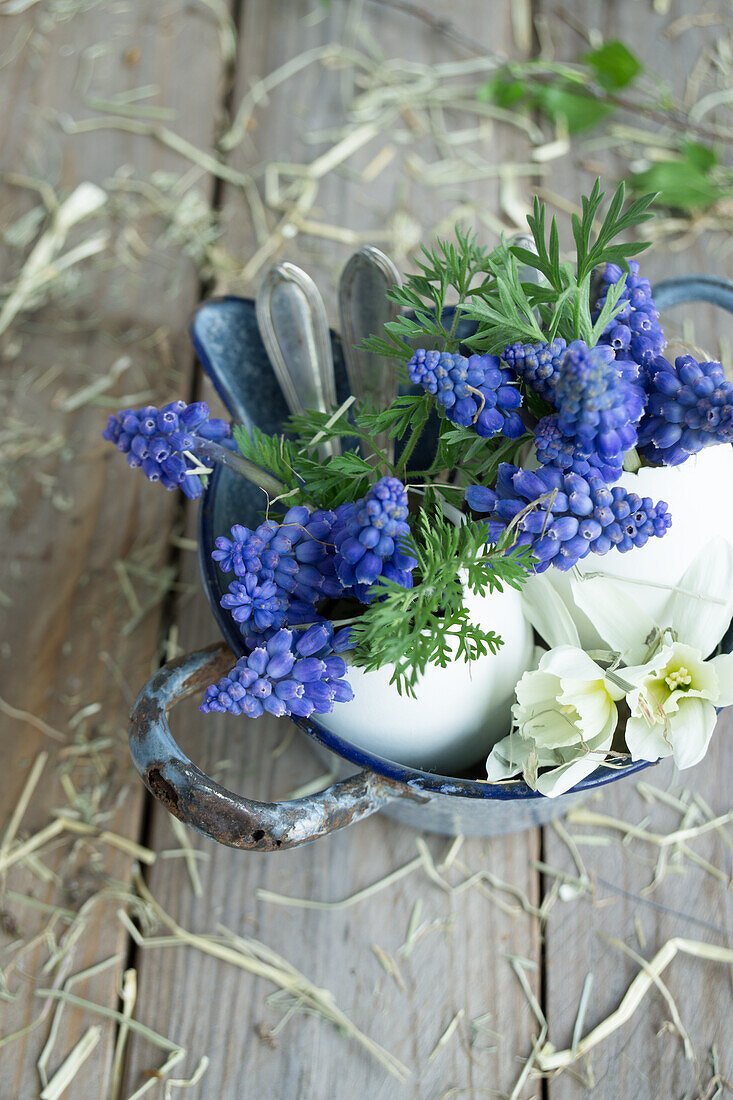 Egg shells filled with grape hyacinths (Muscari) and narcissi (Narcissus) in an enamel pot, Easter decoration