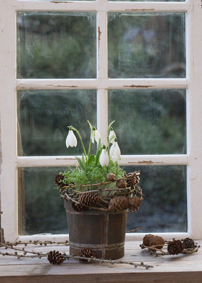 Snowdrops (Galanthus) with cress in a pot and a wreath of larch twigs on a windowsill