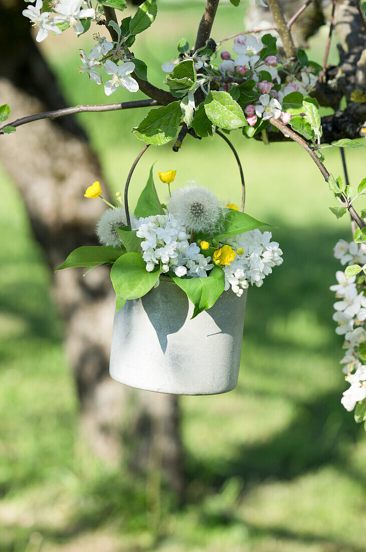 Sträußchen aus weißen Fliederblüten (Syringa), Hahnenfuß und Pusteblume in Blumenampel am Baum hängend