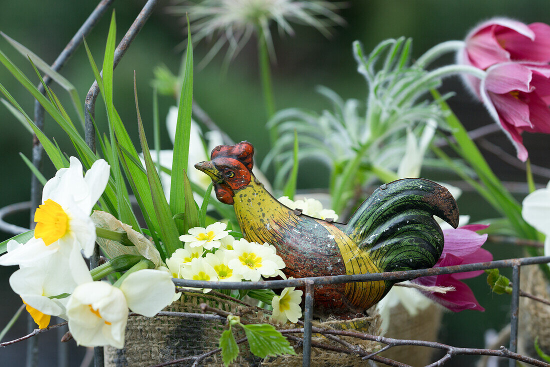 DIY-Vasen aus Weckgläsern und Sackstoff mit Frühlingsblumen und Hahnfigur im Flaschenkorb, Küchenschelle (Pulsatilla), Narzissen (Narcissus)