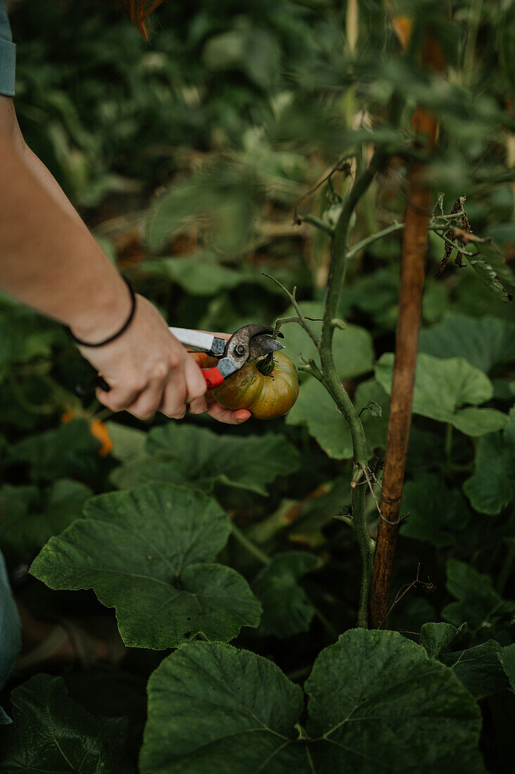 Tomate mit Gartenschere im Gemüsebeet geerntet