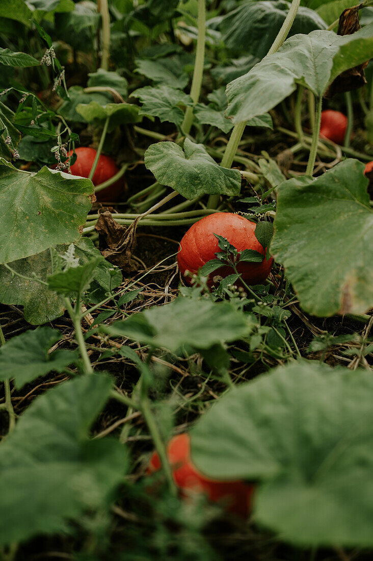 Kürbispflanzen mit reifen Früchten im Garten im Spätsommer