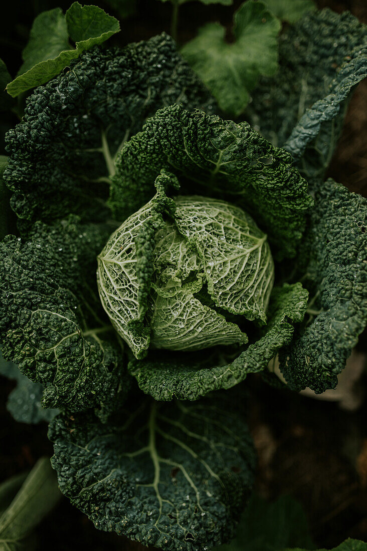 Kohlkopf (Brassica oleracea) im Gartenbeet