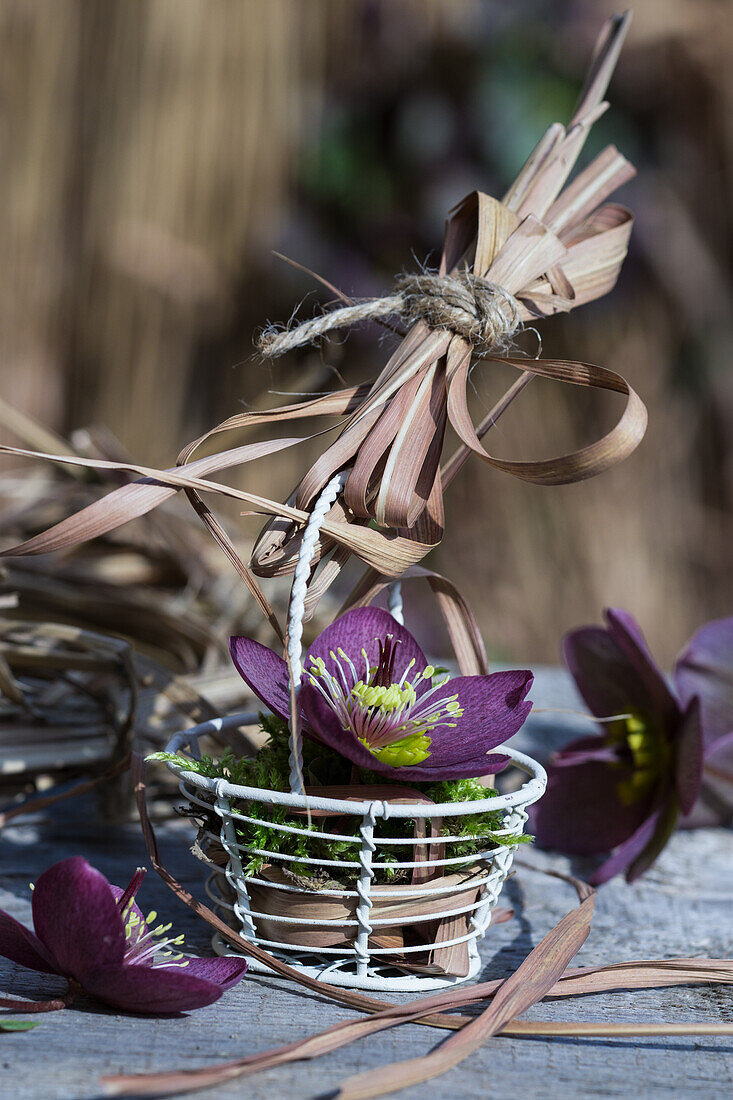 Arrangement mit Orientalischer Nieswurz (Helleborus orientalis), im Körbchen