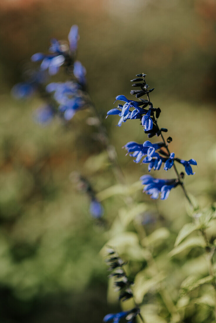 Blue garden sage (Salvia) in the summer garden