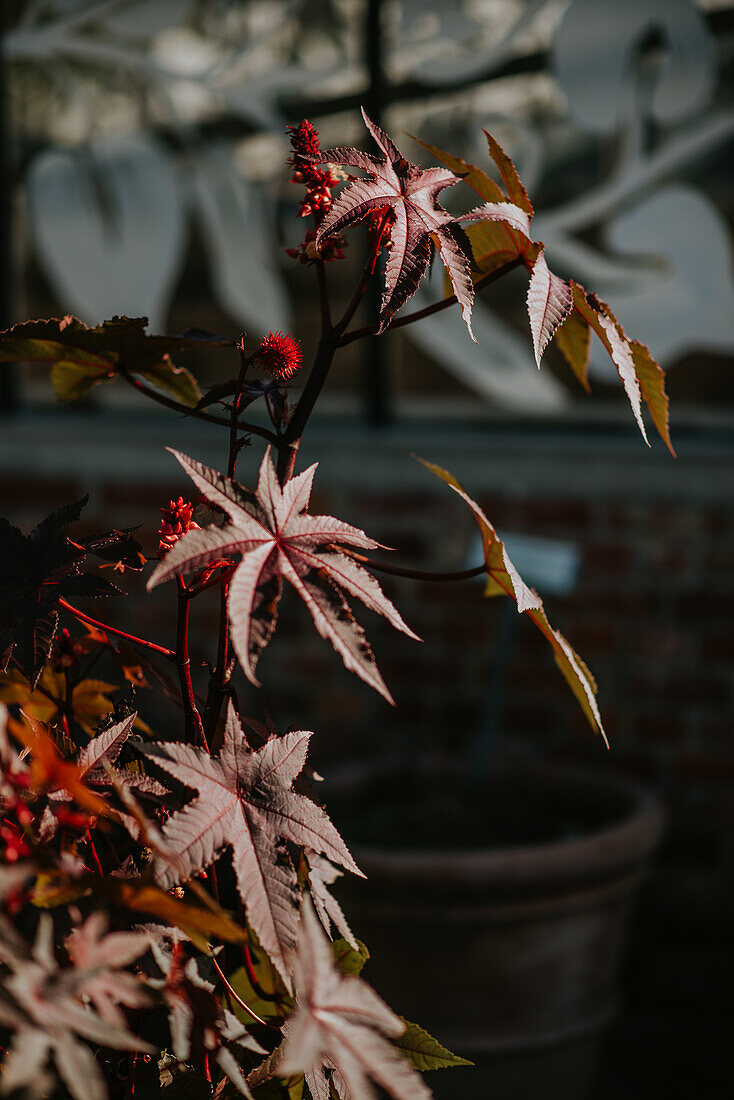 Rizinuspflanze (Ricinus communis) im Terrassenbereich